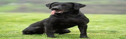 Labrador Retriever dogs for stud: KC Black Lab Stud Astraglen - Fully Health Tested in Corwen - Advert 4