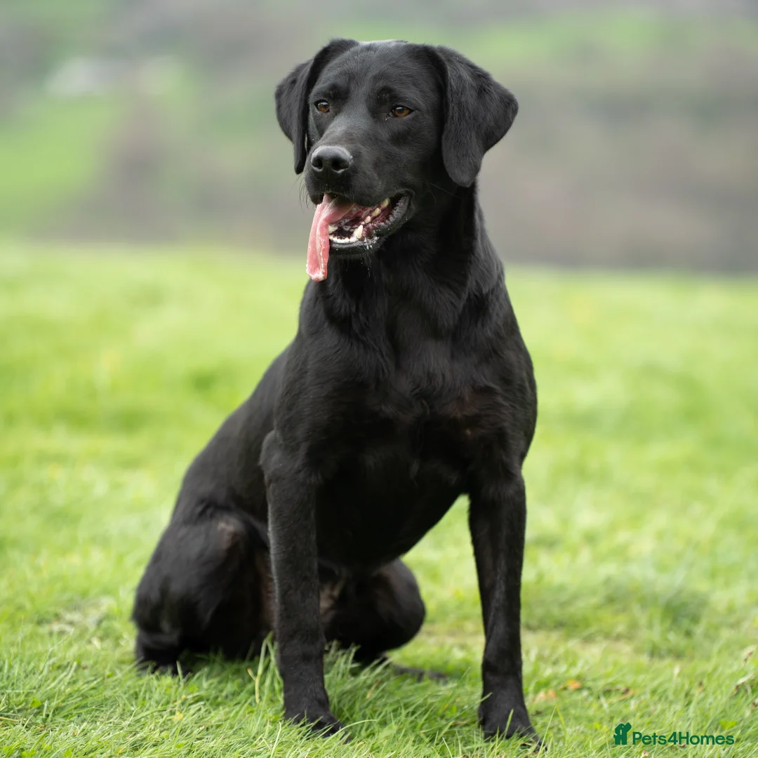 Labrador Retriever dogs for stud: KC Black Lab Stud Astraglen - Fully Health Tested in Corwen - Advert 4