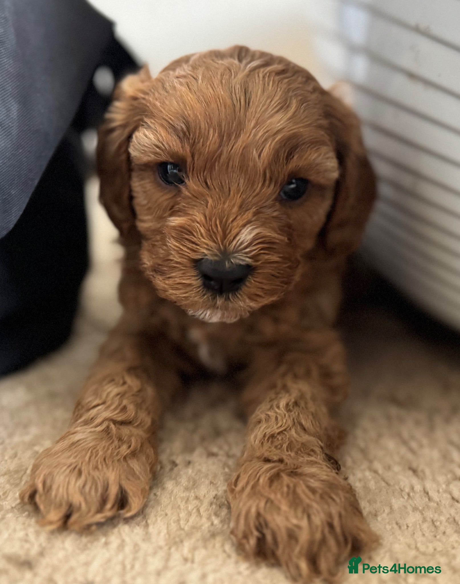 Cavapoo dogs Dog Trainer Selling Supreme Cavapoo furbabies   - Advert 1