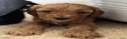 Cavapoo dogs for sale: Dog Trainer’s Cavapoo fur babies   - Advert 8