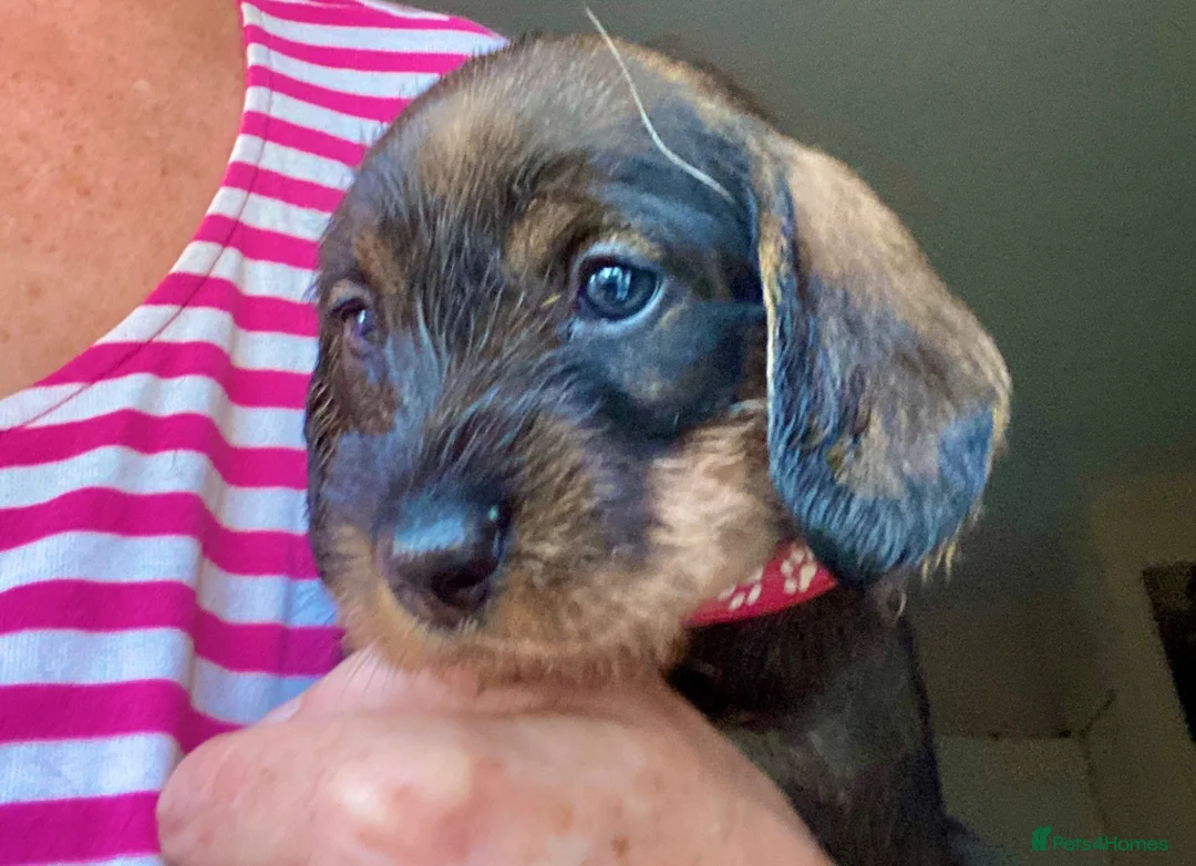Dachshund dogs for sale: Wirehaired Dachshund, Teckel Puppies - Advert 12