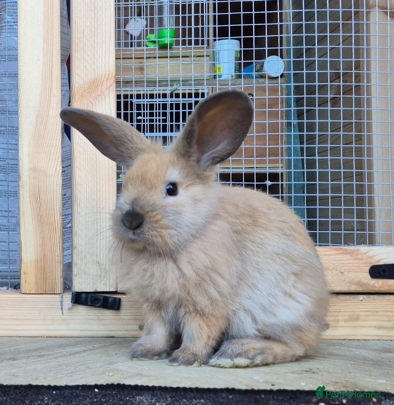 Mini Lion Lop rabbits for sale: Mini Lion lops blue tort and chocolate tort  - Advert 4