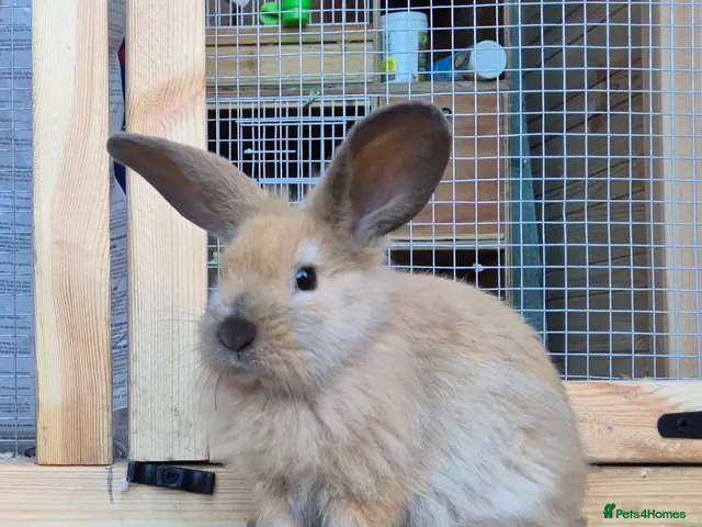 Mini Lion Lop rabbits for sale: Mini Lion lops blue tort and chocolate tort - Advert 4