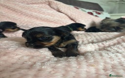 Yorkshire Terrier dogs for sale: Miniature Yorkshire Terrier Puppies  - Image 5