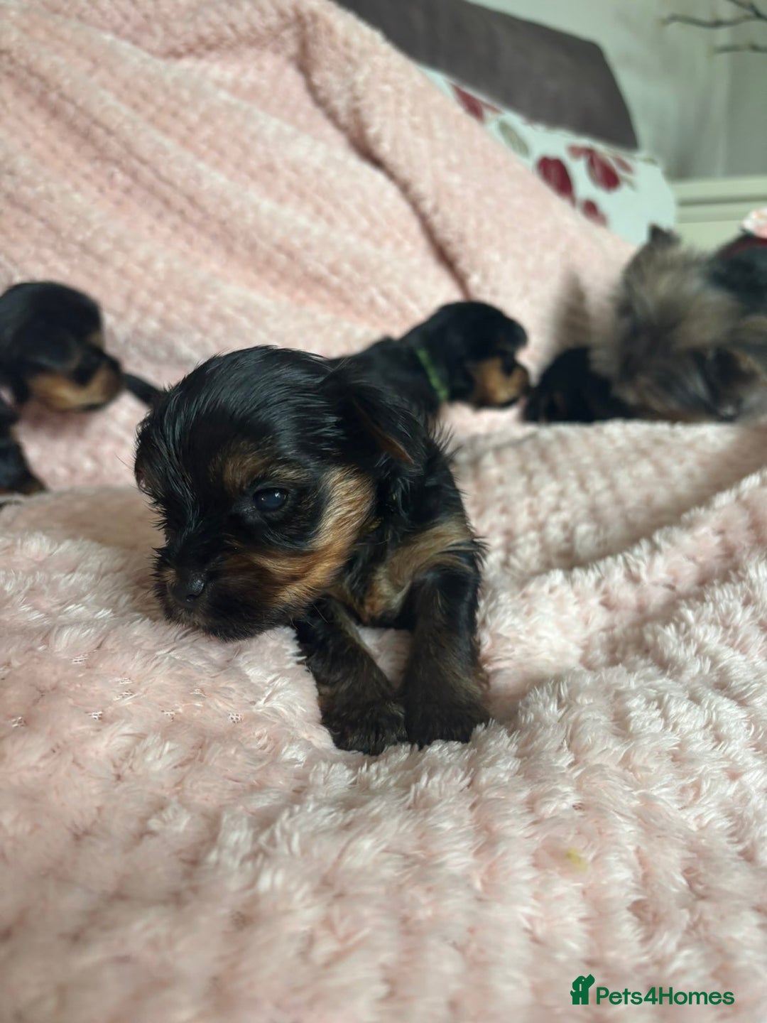 Yorkshire Terrier dogs for sale: Miniature Yorkshire Terrier Puppies  - Image 5