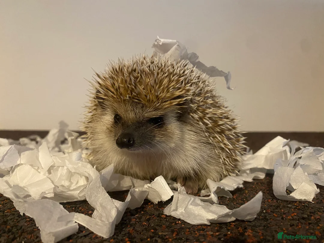 Pygmy Hedgehog rodents for sale: Handsome male for sale.  - Advert 1