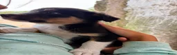 Welsh Collie dogs for sale: Welsh Red Collie pups - Advert 7