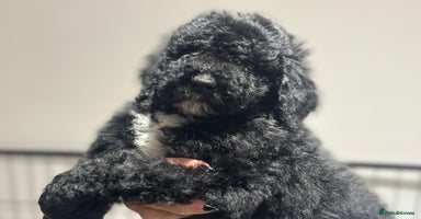Mixed Breed dogs F1B SAINTBERNADOODLE  CREAM BOY  BLACK /WHITE GIRL - Advert 2