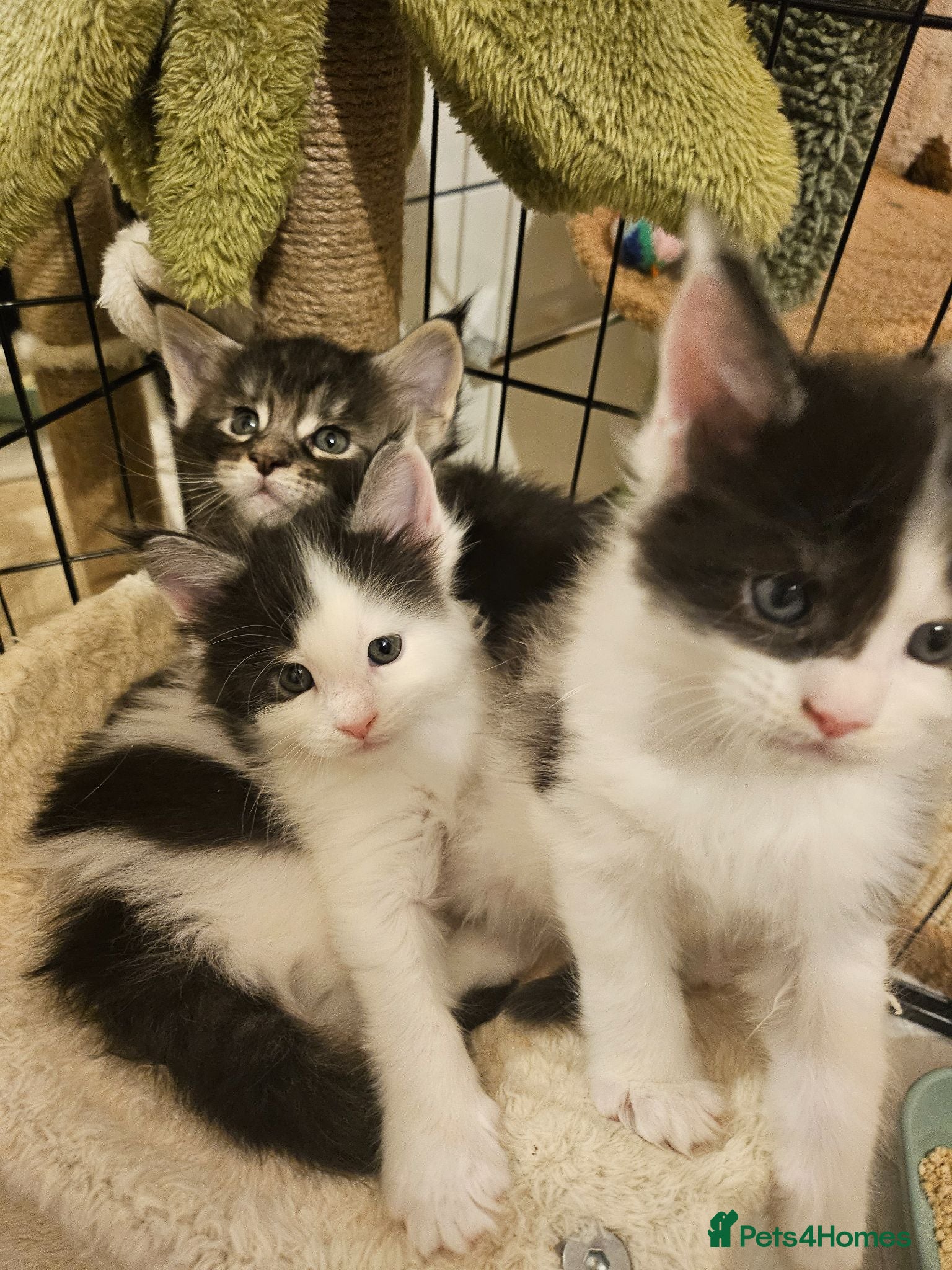 Maine Coon cats Maine Coon Kittens – GCCF Registered  Boys - Advert 2