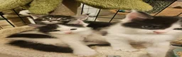 Maine Coon cats for sale: Maine Coon Kittens – GCCF Registered  Boys - Advert 2