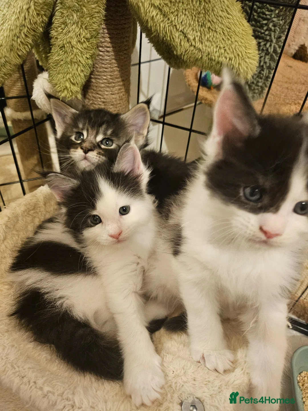 Maine Coon cats for sale: Maine Coon Kittens – GCCF Registered  Boys - Advert 2
