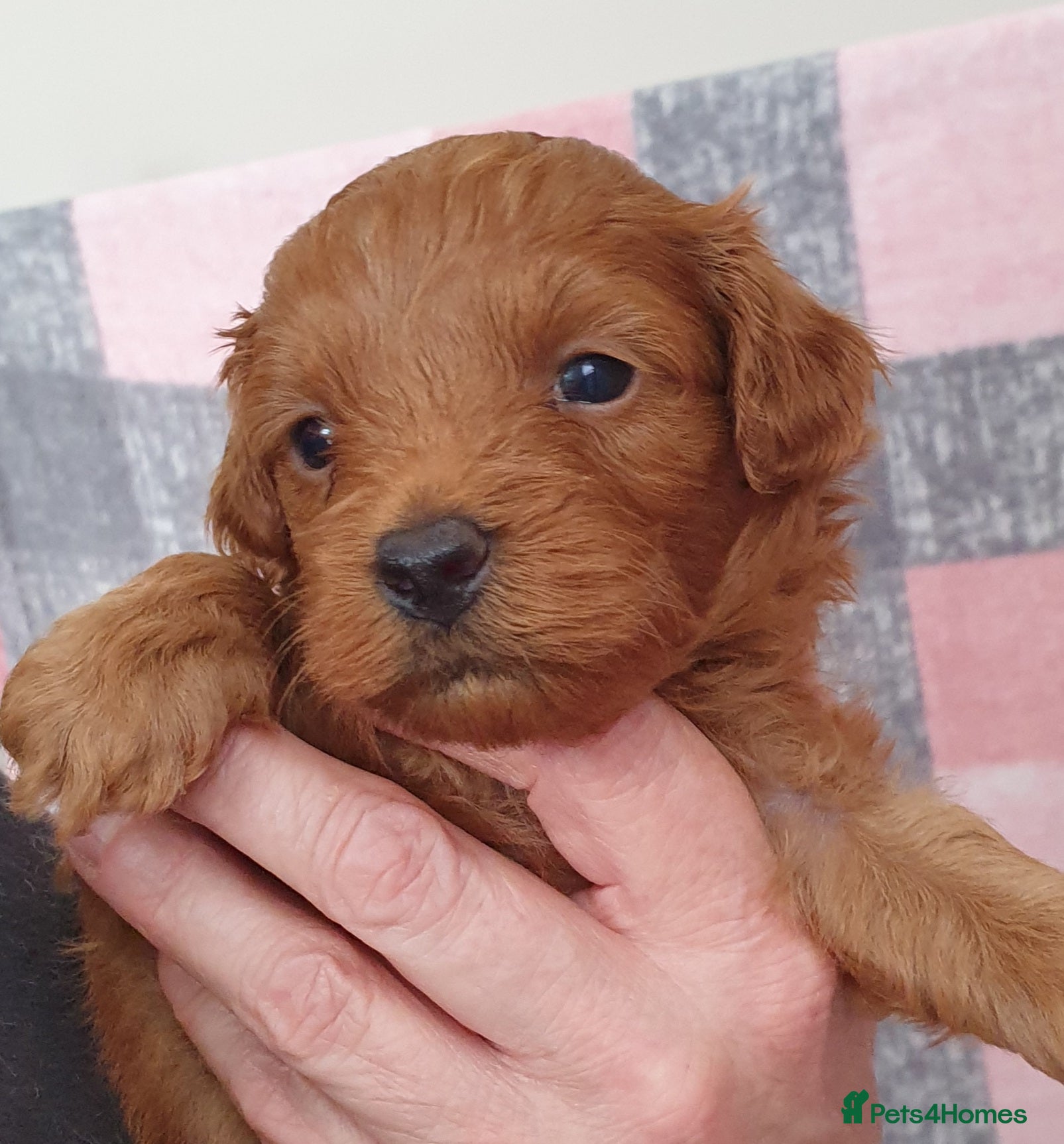 Mixed Breed dogs for sale: F1bb Cotonoodle, health tested parents red/apricot - Advert 1