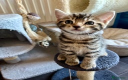 Bengal cats for sale: Bengal mix - Image 26