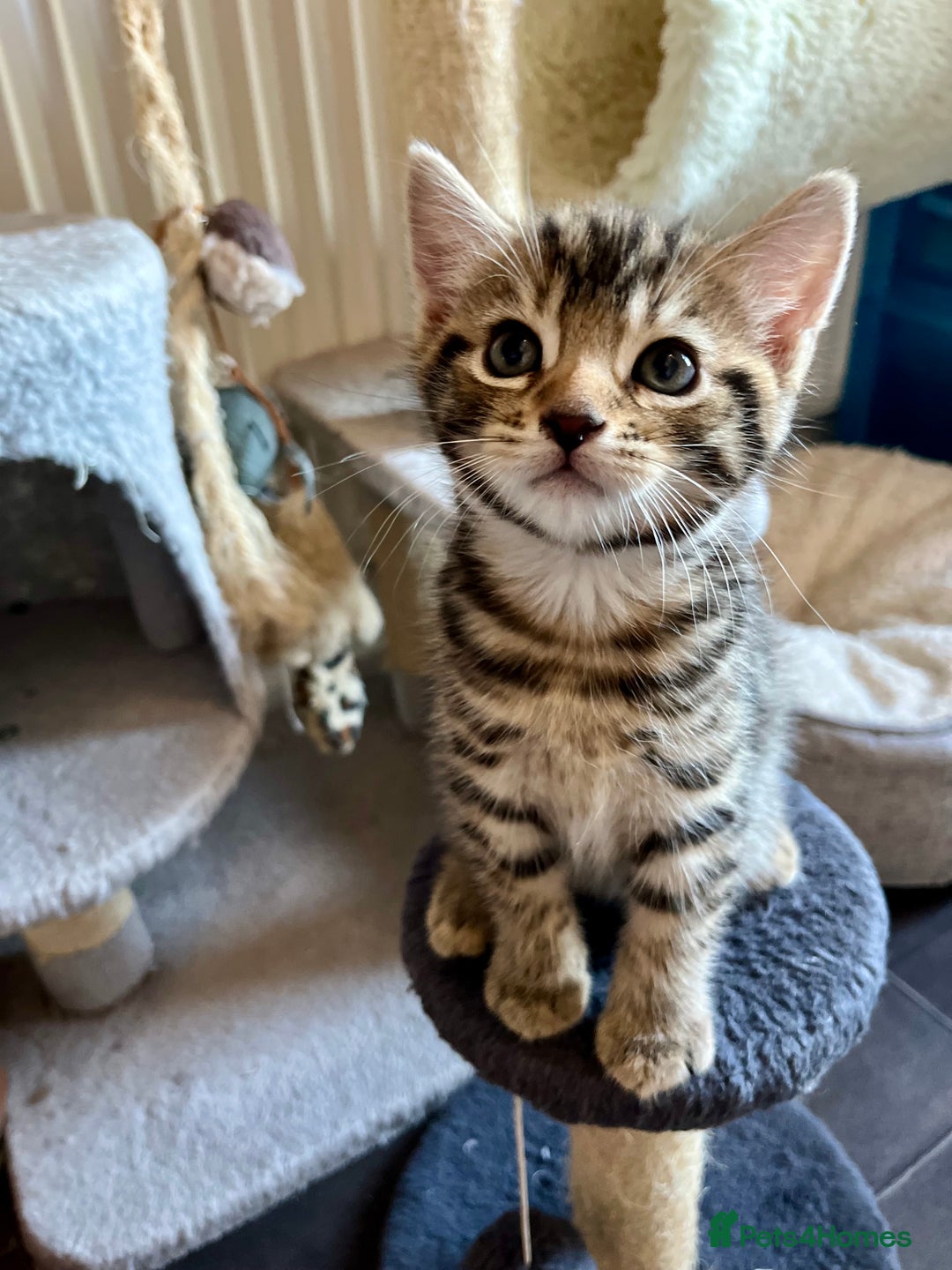 Bengal cats for sale: Bengal mix - Image 26