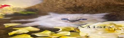 Ragdoll cats for sale: GCCF Sealpoint Lynx Mitted Ragdoll Kittens  - Advert 2