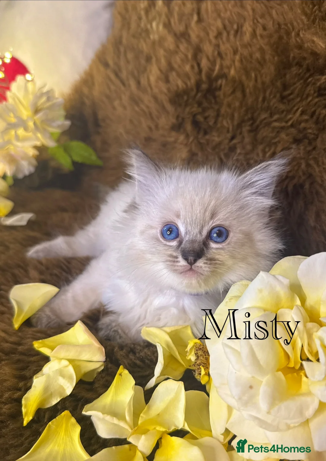 Ragdoll cats for sale: GCCF Sealpoint Lynx Mitted Ragdoll Kittens  - Advert 2