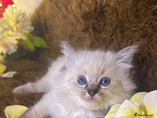 Ragdoll cats GCCF Sealpoint Lynx Mitted Ragdoll Kittens - Advert 6