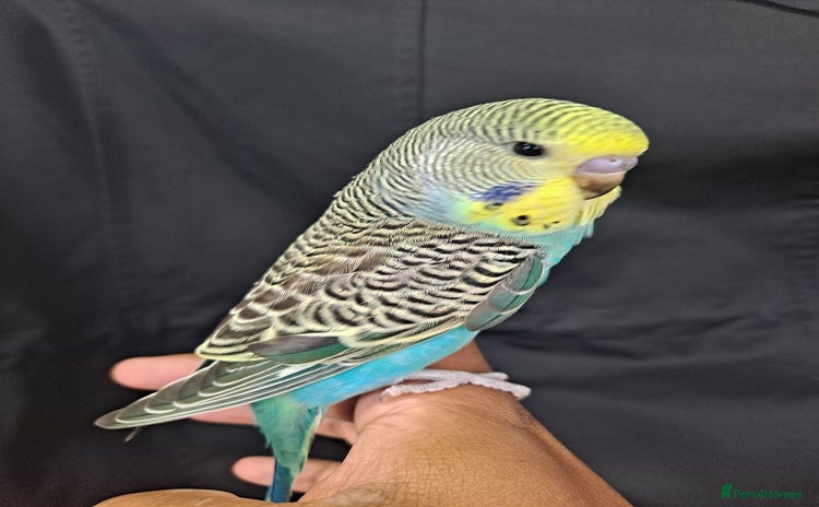 Budgerigars birds - Advert 2
