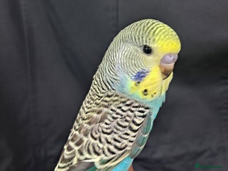 Budgerigars birds - Advert 28