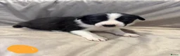 Border Collie dogs for sale: ISDS Border Collie Puppies 🐶 - Advert 2