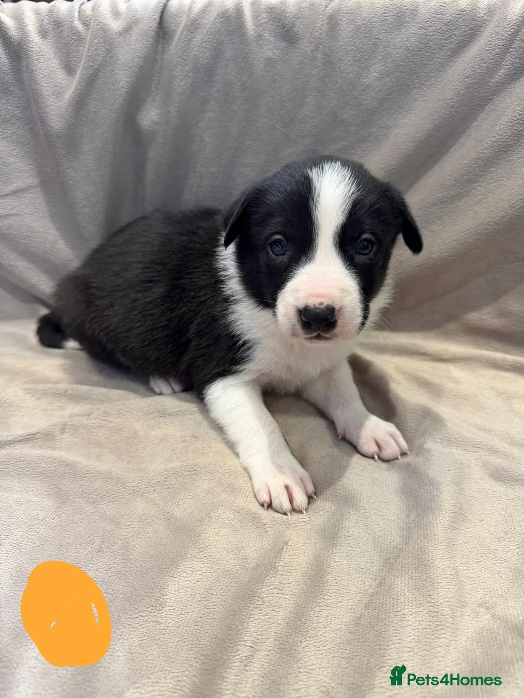 Border Collie dogs for sale: ISDS Border Collie Puppies 🐶 - Advert 2