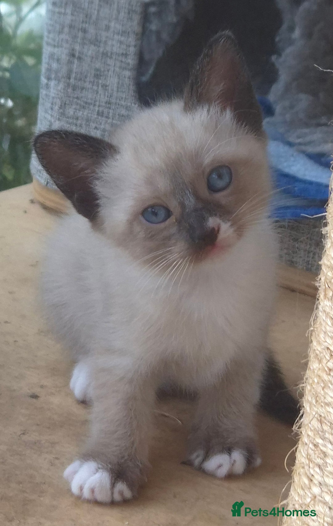 Snowshoe cats for sale: Stunning pedigree Snowshoe kittens  - Image 18