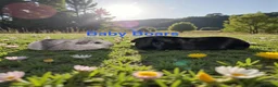 Guinea Pig rodents for sale: Bonded Pairs Of Baby Boars Lots Available Tweeds - Advert 6