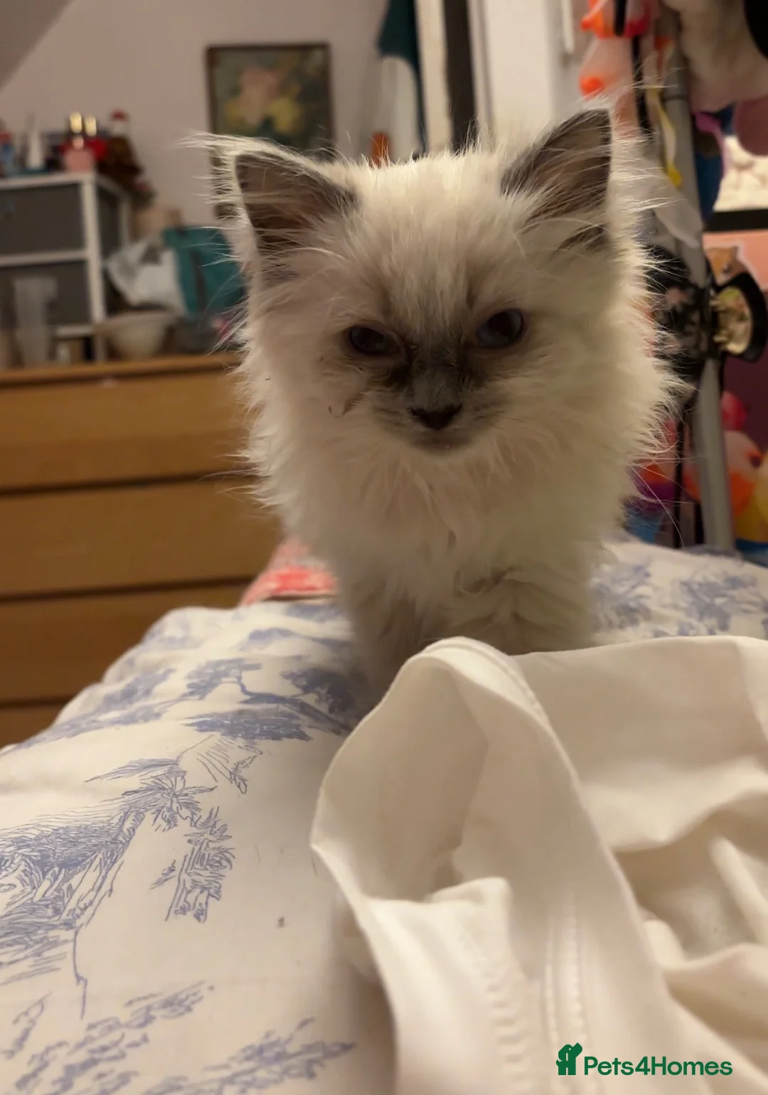 Ragdoll cats for sale: Young ragdoll kitten looking for calm, loving home in Sevenoaks - Advert 5