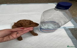 Toy Poodle dogs for sale: Deep red extra Tiny toy poodle KC registered puppy - Image 2