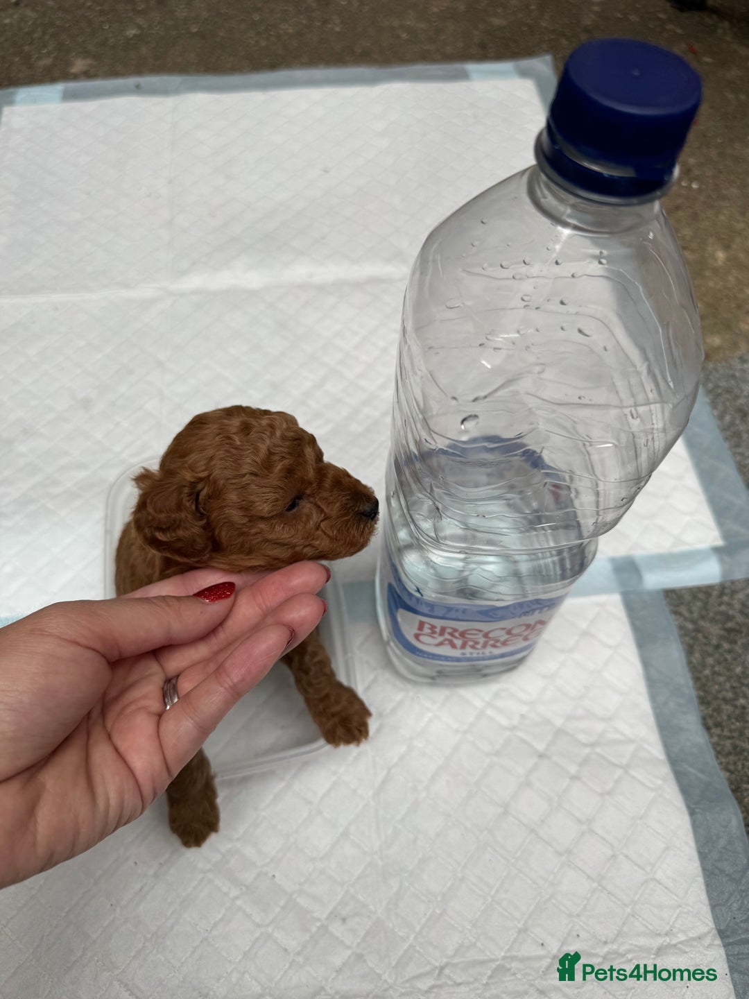 Toy Poodle dogs for sale: Deep red extra Tiny toy poodle KC registered puppy - Image 2