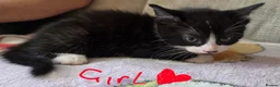 Mixed Breed cats for sale: Four adorable kittens - Advert 9