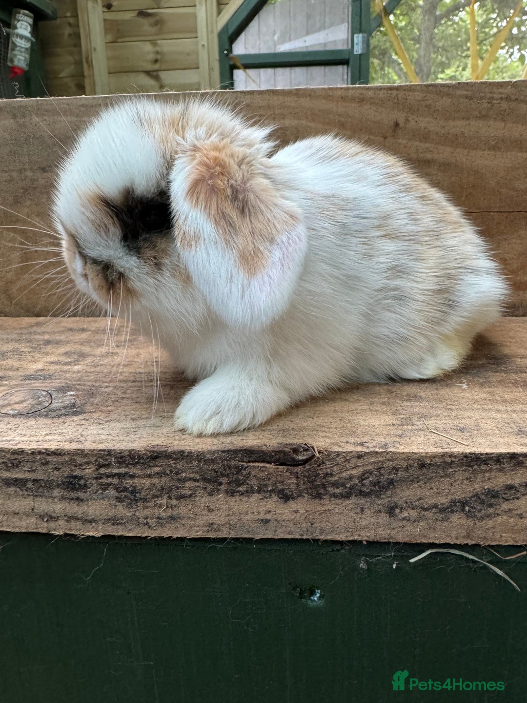Mini Lop rabbits for sale: BEAUTIFUL MINI LOP BUNNIES - PEDIGREE  - Advert 17