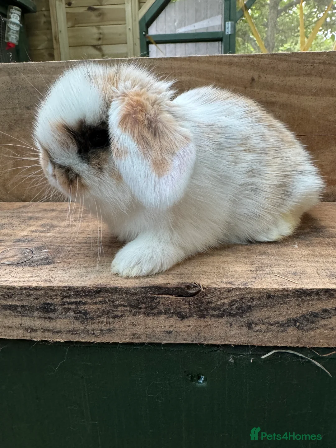 Mini Lop rabbits for sale: BEAUTIFUL MINI LOP BUNNIES - PEDIGREE  - Advert 17