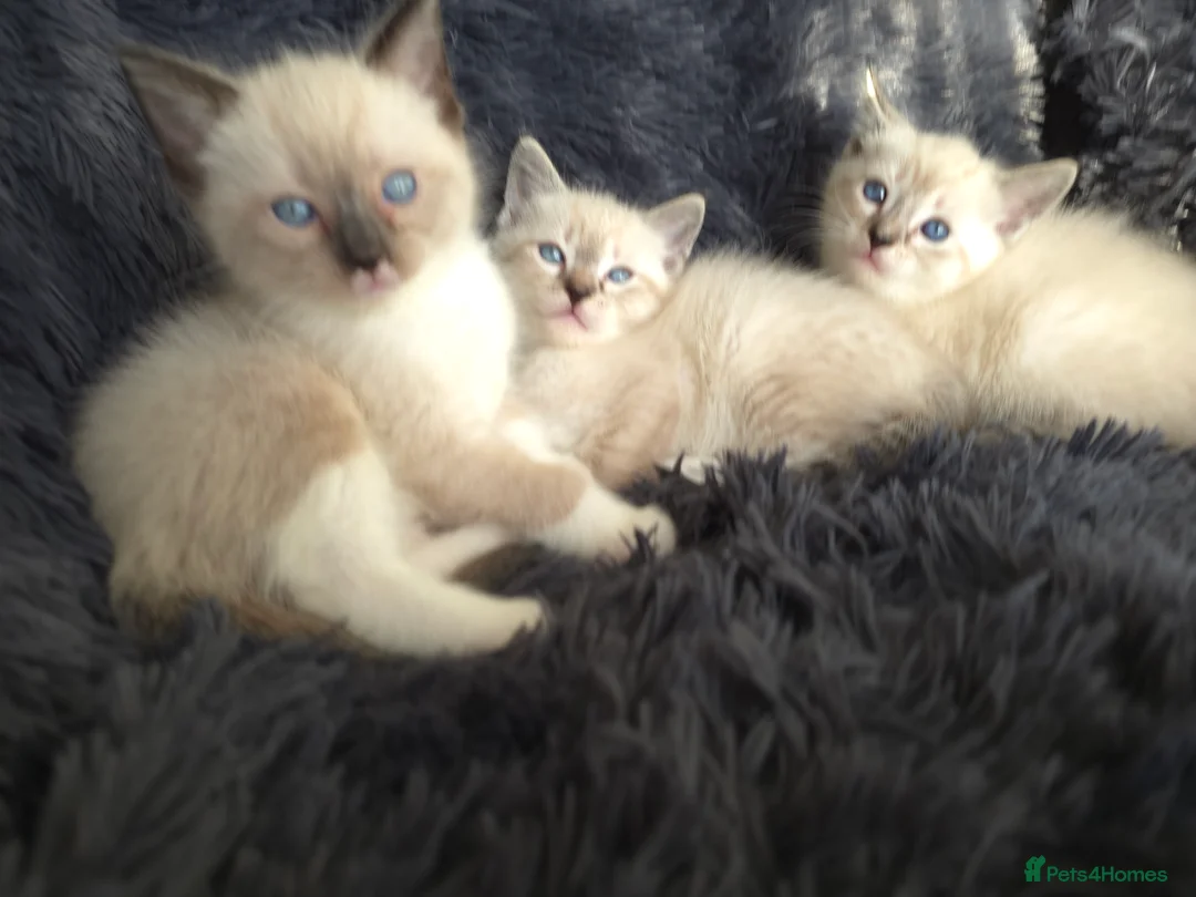 Ragdoll cats for sale: Ragdoll Cross Kittens  - Advert 14