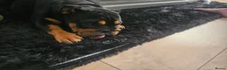 English Bulldog dogs for sale: English bulldog - Advert 8