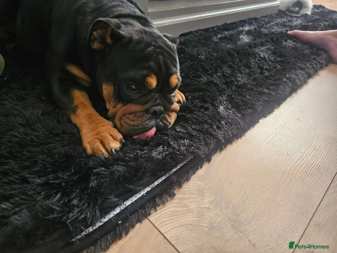 English Bulldog dogs for sale: English bulldog - Advert 8