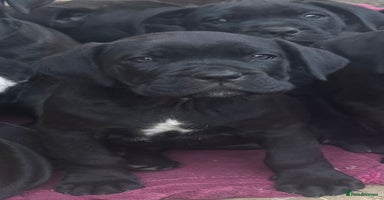 Cane Corso dogs - Advert 1
