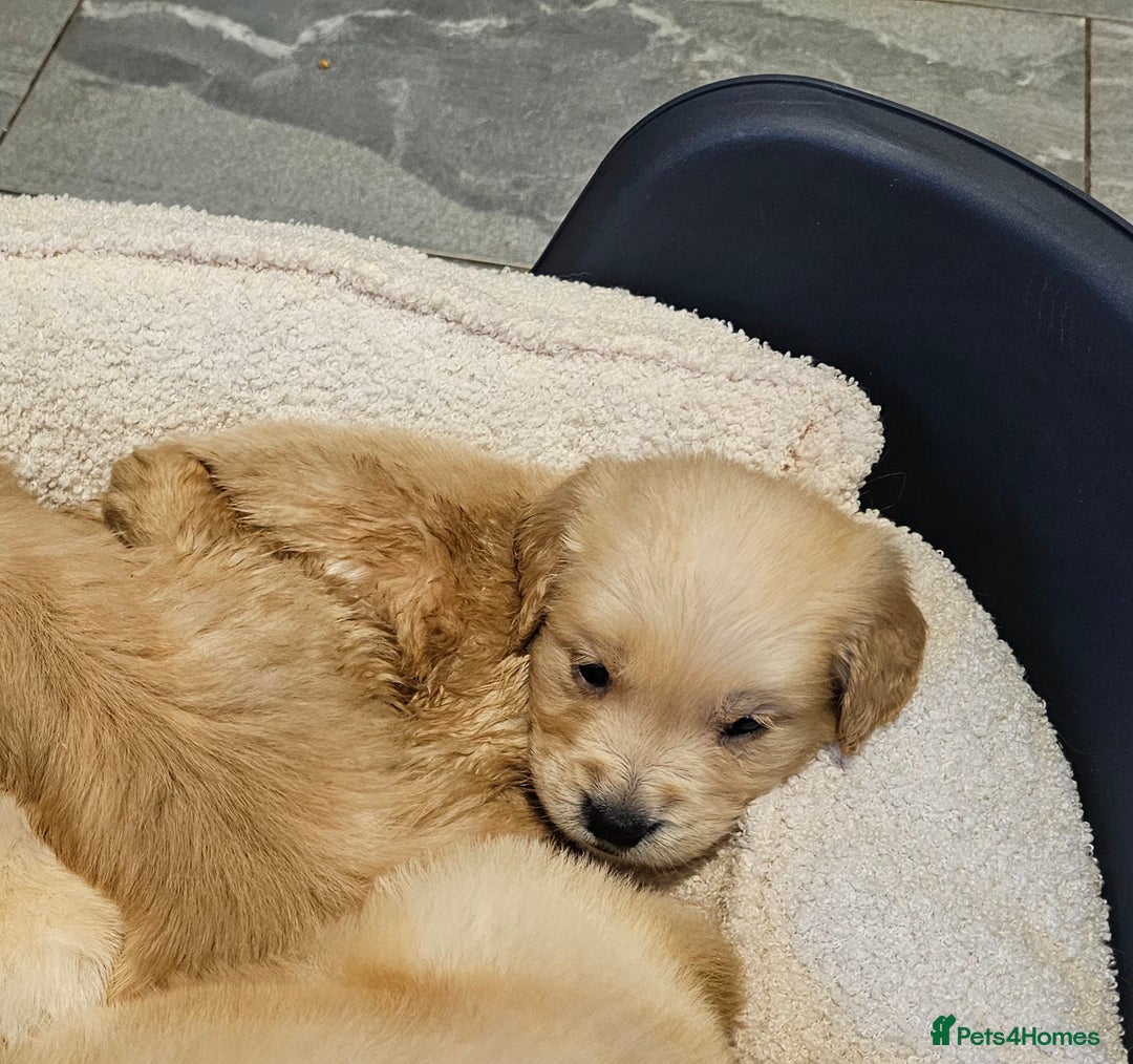 Golden Retriever dogs for sale: KC reg pedigree champion Golden Retriever pups - Advert 14