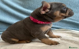 French Bulldog dogs for stud: 5 PANEL HEALTH CLEAR CHARLIE VERY WELL PROVEN! - Image 25