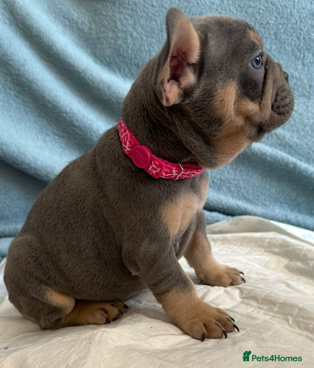 French Bulldog dogs for stud: 5 PANEL HEALTH CLEAR CHARLIE VERY WELL PROVEN! - Image 25