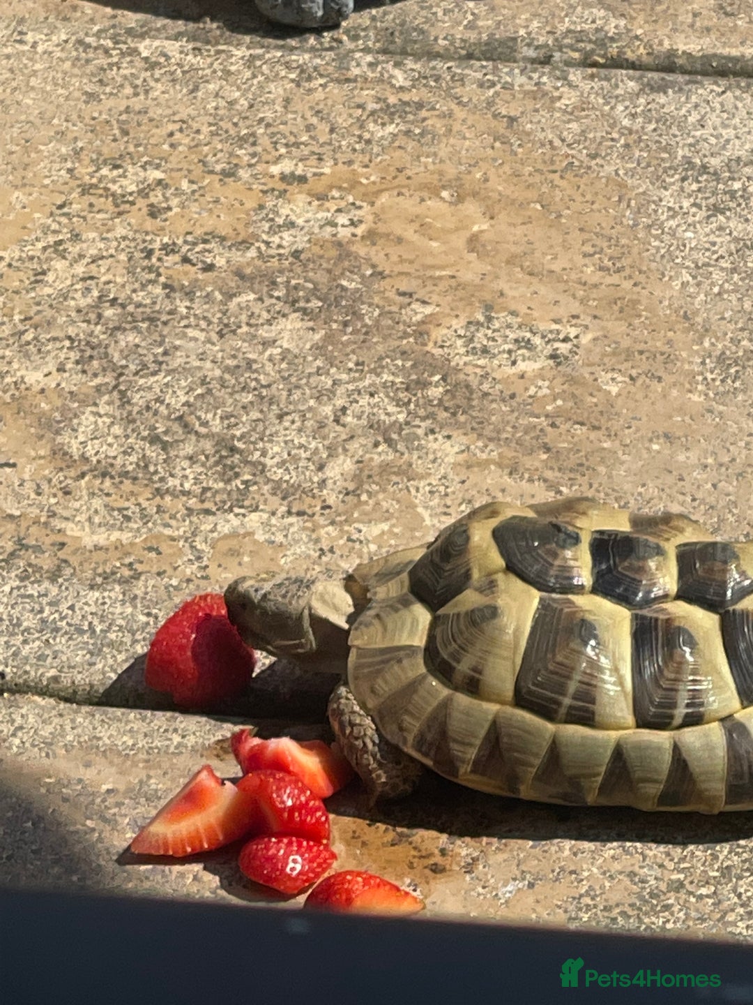 Tortoise reptiles for sale: Mediterranean Spur Thighed  - Advert 6