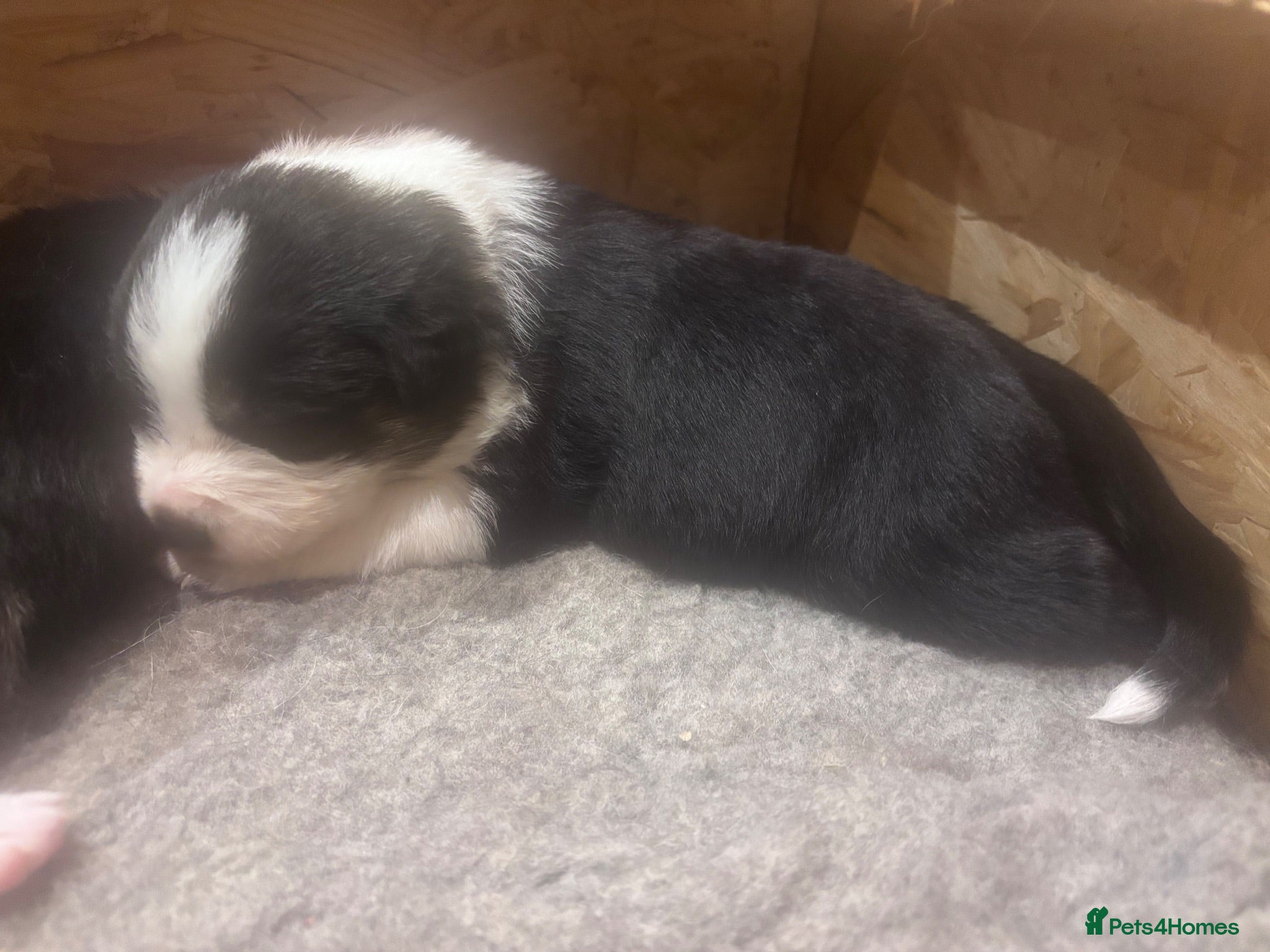 Border Collie dogs 🐾 Border Collie Puppies – £500 🐾 - Advert 6