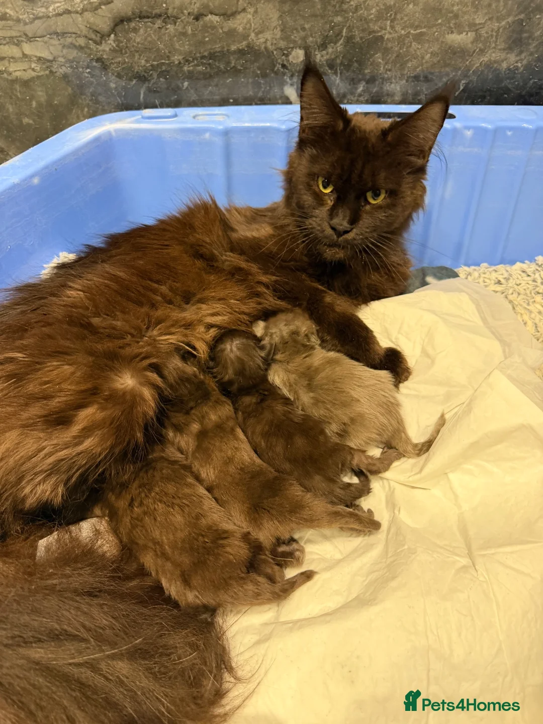 Maine Coon cats for sale: BespokeCoons Maine Coon Kittens – Deposits Open! ❤ - Advert 2