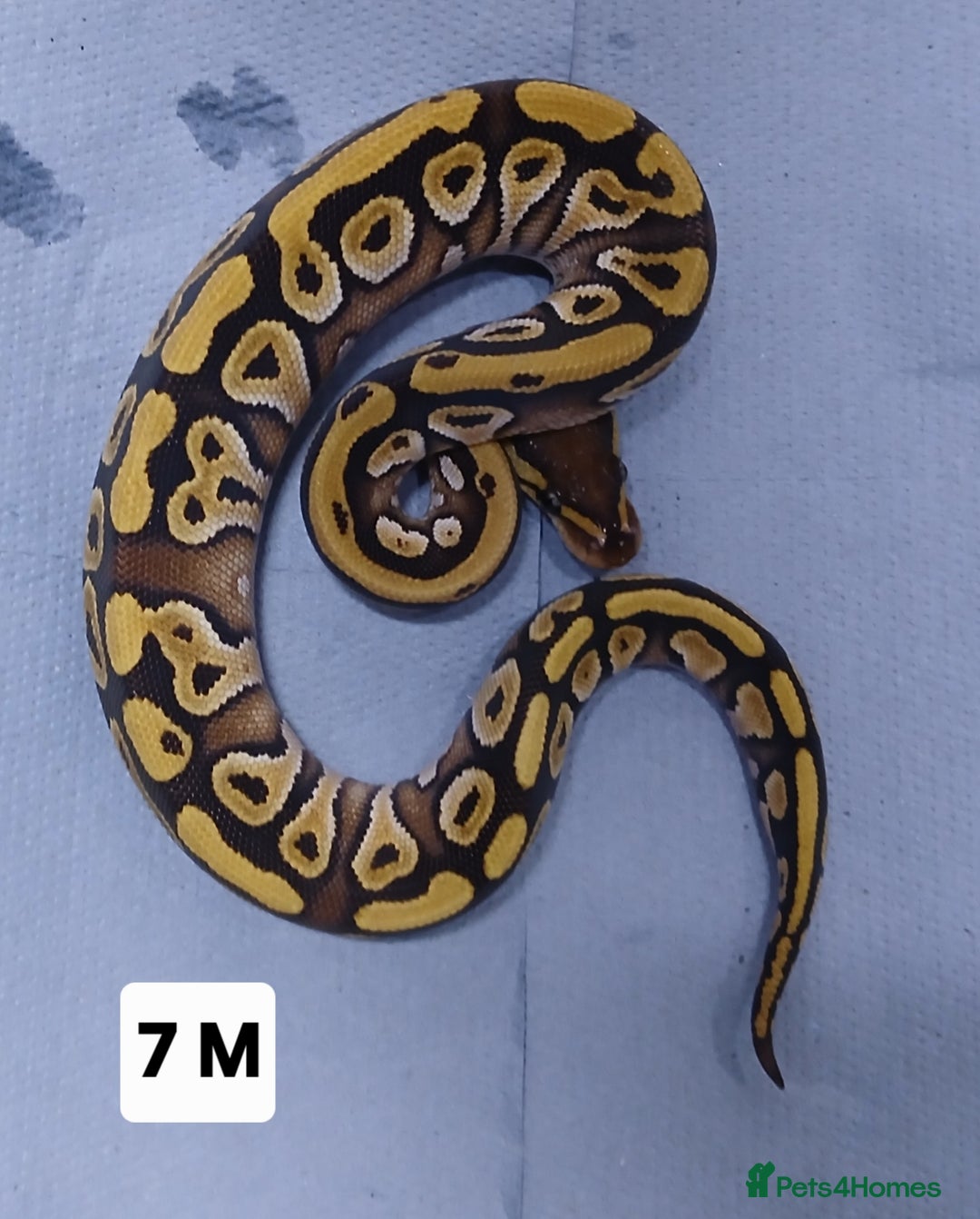 Python Snake reptiles for sale: Hatchling Royal Pythons Males  - Advert 10