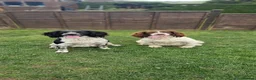 English Springer Spaniel dogs for sale: Working springer spaniels - Advert 19