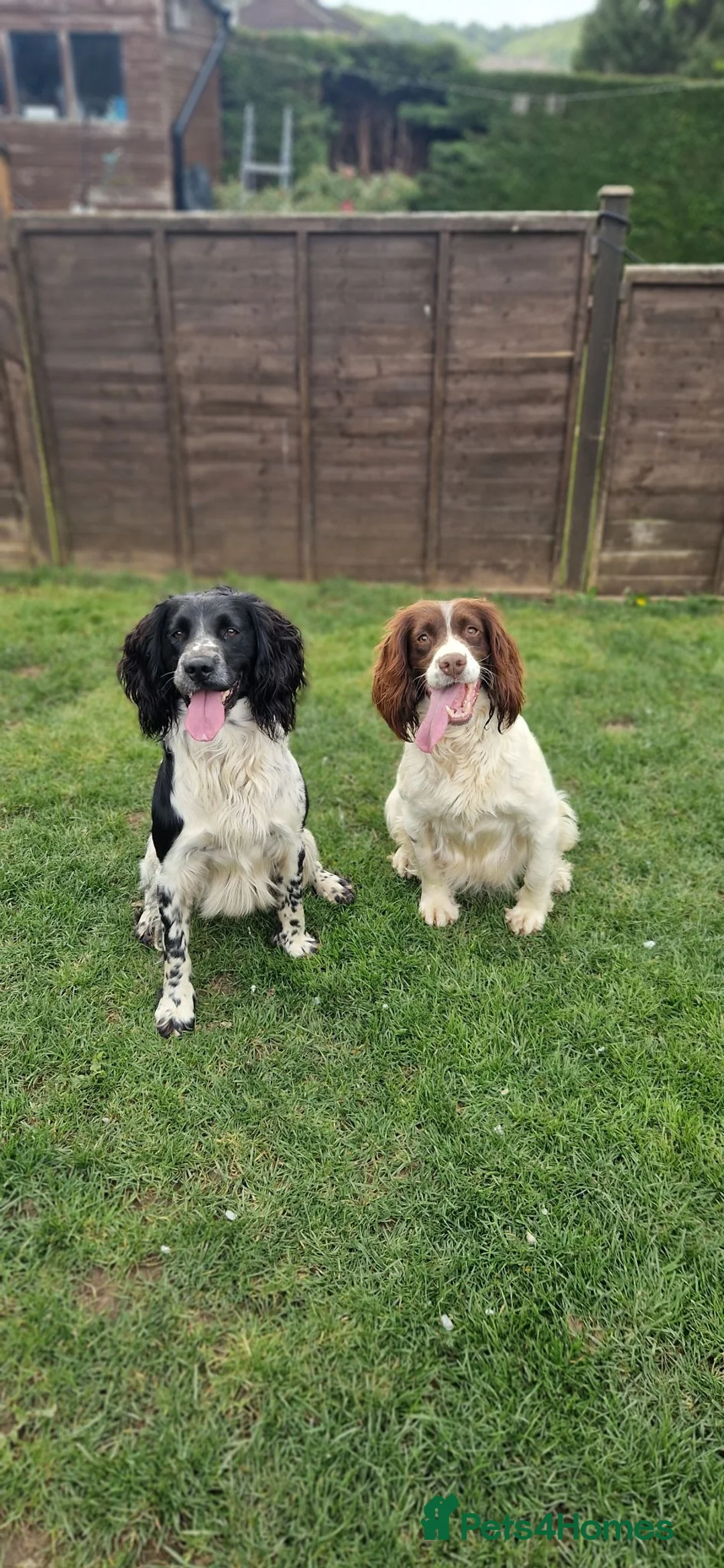 English Springer Spaniel dogs for sale: Working springer spaniels - Advert 19