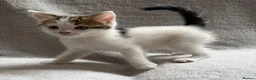 Mixed Breed cats for sale: Adorable Kittens Looking for Their Forever Home - Advert 6