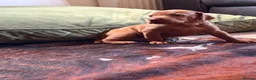 Hungarian Vizsla dogs for sale: Ready this weekend Beautiful litter.  - Advert 23