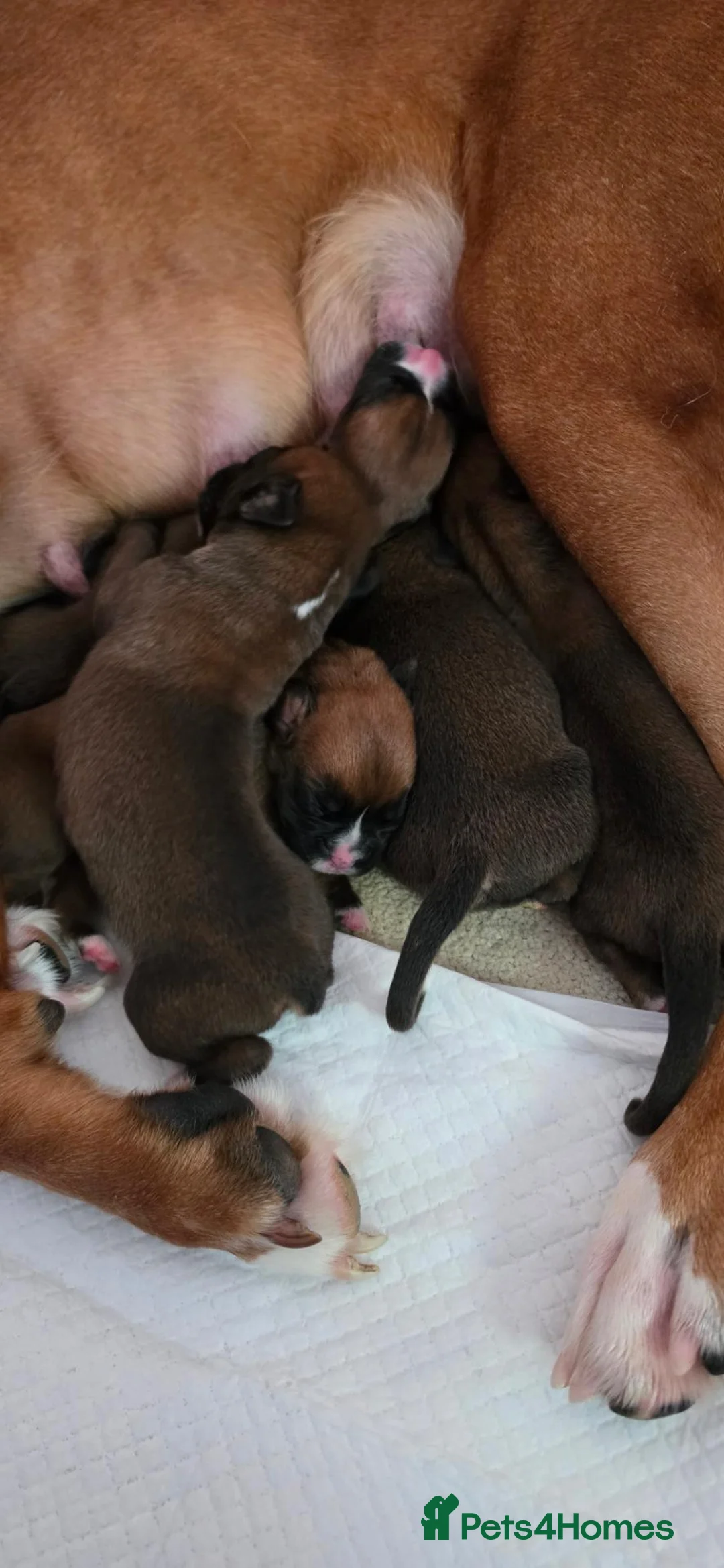 Boxer dogs for sale: Red Boxer Puppies–Long Tails & Natural Bobtails in Romford - Advert 6