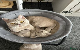 British Shorthair cats for sale: Stunning lilac BSH  - Image 15